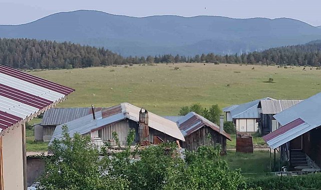 Ankara'da yılkı atları kameralara yakalandı