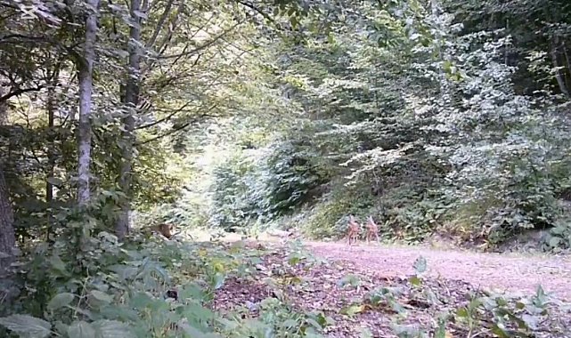 Anne ve yavru karacalar orman turunda fotokapana yansıdı
