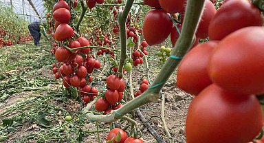 Antalya hallerinde haziran ayında domates yıllık miktarda yüzde 86 arttı