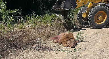 Antalya Valiliği'nden hayvanat bahçesinden kaçan aslana ilişkin açıklama