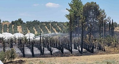 Antalya'da çıkan yangında palmiye ağaçları küle döndü