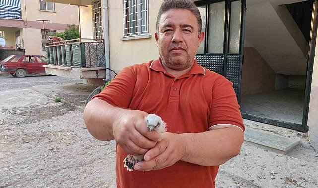 Apartmanda bulunan yavru doğan kuşu koruma altına alındı