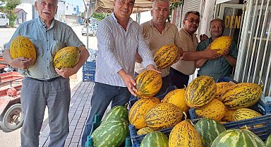 Araban Ovası'nda kavun hasadı başladı