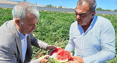 Araban'da karpuz hasadı başladı