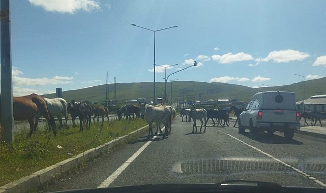 Ardahan'da başıboş atlar trafikte tehlike saçıyor