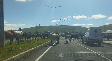 Ardahan'da başıboş atlar trafikte tehlike saçıyor