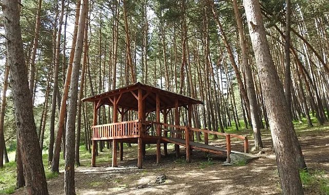 Ardahan'da ormanlara giriş yasaklandı