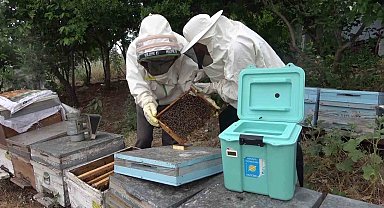 Arı sütü ineklerde kısırlığı tedavi etti, şimdi sıra insanlarda