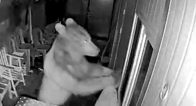 Artvin'de orman işçilerinin kaldığı kulübeye ayı girdi, o anlar güvenlik kamerasına yansıdı