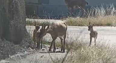 Artvin'de yaban hayatı cep telefonu kamerasına yansıdı