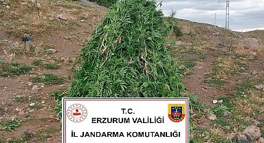 Aşkale'de kenevir operasyonu