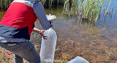 Aslanapa'da baraj ve göletlere 118 bin aynalı sazan yavrusu bırakıldı