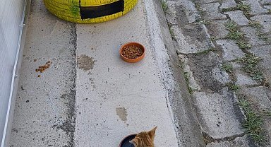 Atıklardan kedilere sıcak yuva