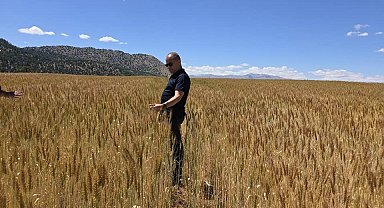 Atıl araziler üretime kazandırıldı buğday üretimi yapıldı
