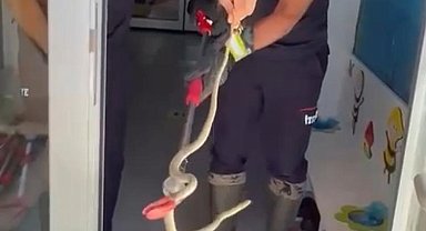 Ayakkabılıktan çıkan yılan paniğe neden oldu
