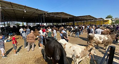 Aydın'da hayvan pazarları şap hastalığı tedbirleri kapsamında kapatıldı