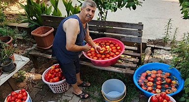 Aydın'da salça yapım telaşı başladı