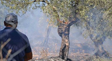 Ayvalık'ta yerleşim sitesinin yanında zeytinlik yangını