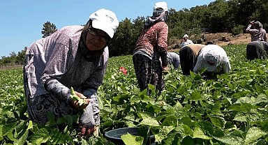 Badalan fasulyesi toprakla buluştu, çiftçilerin yüzü güldü