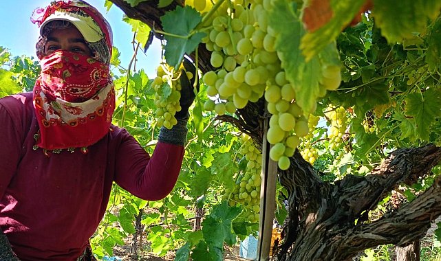 Bağlarda üzüm sezonu heyecanı başladı