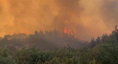 Balıkesir'de orman yangını
