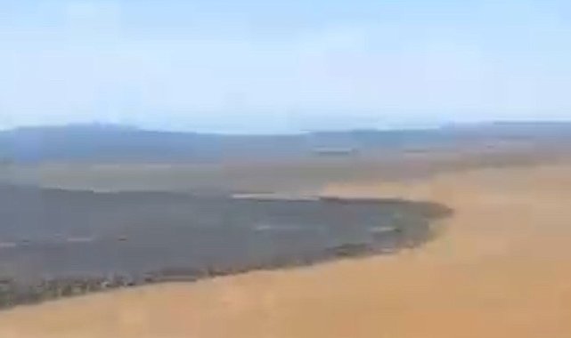 Balıkesir'de tarla yangını sonrası üzücü manzara