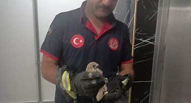 Balkon korkuluğuna sıkışan atmaca itfaiye ekiplerince kurtarıldı