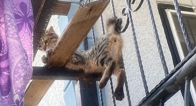 Balkon korkuluklarına sıkışan kediyi itfaiye ekipleri kurtardı