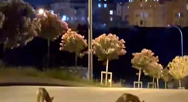 Başakşehir'de tilki sürüsü şehir merkezine indi