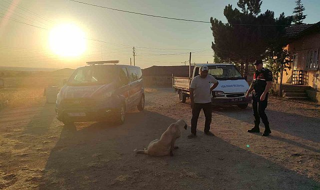 Başıboş köpek küçük çocuğu yaraladı, köpek barınağa götürüldü