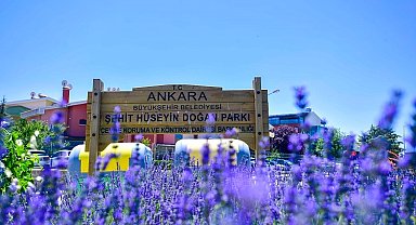 Başkent Ankara yazın lavanta kokuyor