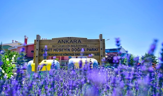 Başkent Ankara yazın lavanta kokuyor