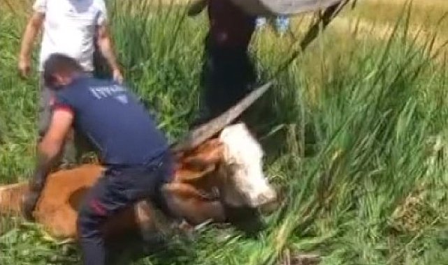 Bataklığa saplanan iki büyükbaş hayvanı itfaiye kurtardı