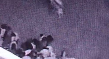 Batman'da ahıra giren kurt sürüye saldırdı: O anlar kamerada
