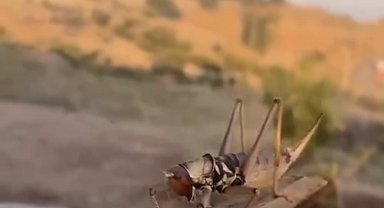 Batman'da dev etçil çekirge görüldü