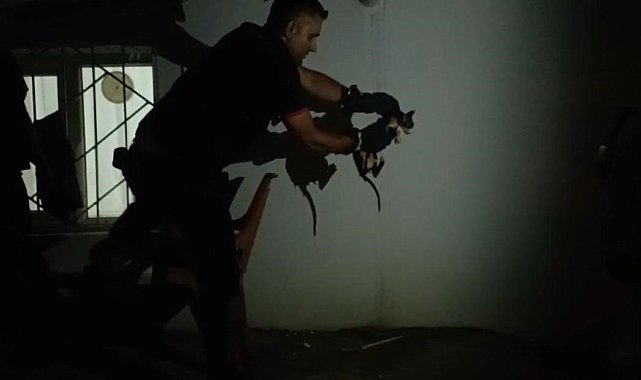 Batman'da lavabo borusuna sıkışan kediyi itfaiye kurtardı