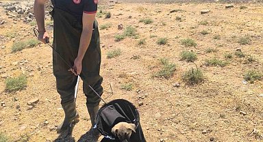 Batman'da su kanalına düşen yavru köpek kurtarıldı