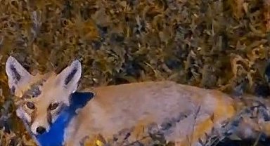 Bayburtlu vatandaşın ürkek tilkiyle imtihanı: Aç tilkinin karnını uzun uğraşlar sonunda doyurdu