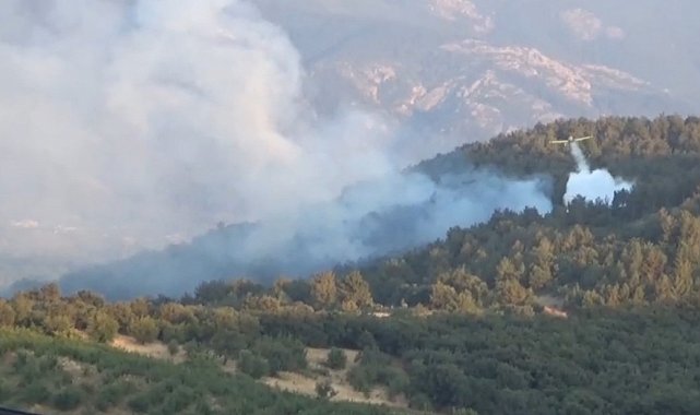 Bayramiç'te orman yangını