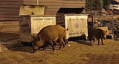 Belediye sessiz kaldı, Marmaris'i domuzlar ele geçirdi