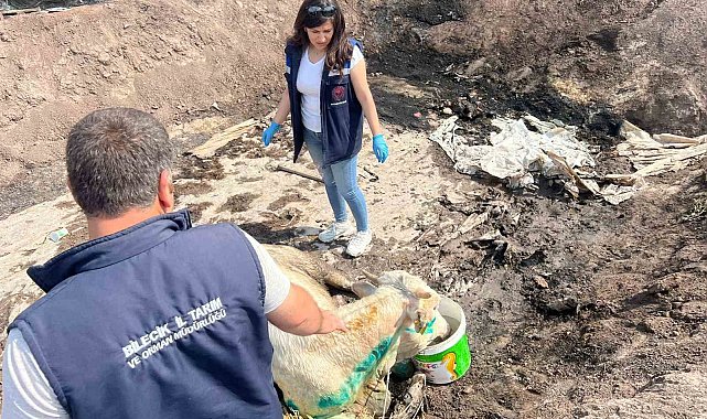 Bilecik'te acı bilanço ortaya çıktı