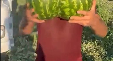 Bilecik'te hasat edilen ikiz kavun ve karpuz görenleri hayrete düşürdü