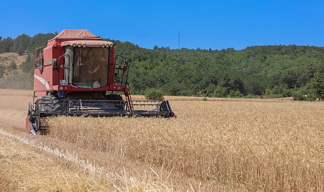 Bilecik'te 75 bin ton buğday üretildi