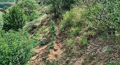 Bingöl'de 843 kök kenevir bitkisi ele geçirildi