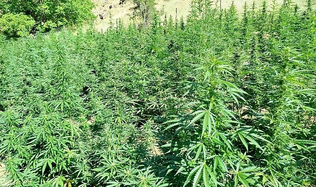 Bingöl'de bin 400 kök kenevir bitkisi ele geçirildi