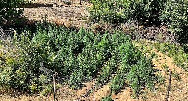 Bingöl'de bin 651 kök kenevir bitkisi ele geçirildi