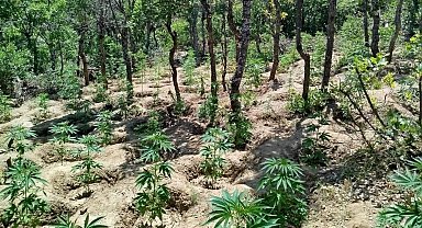 Bingöl'de yaklaşık 6 bin kök kenevir bitkisi ele geçirildi