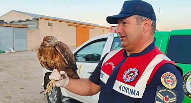 Boğazlıyan'da bulunan yaralı şahin, koruma altına alındı
