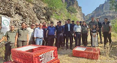Bolu'da doğaya 600 kınalı keklik bırakıldı