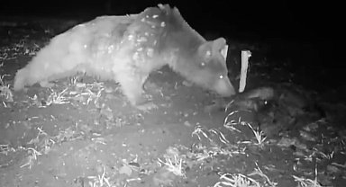 Boz ayı fotokapanla görüntülendi